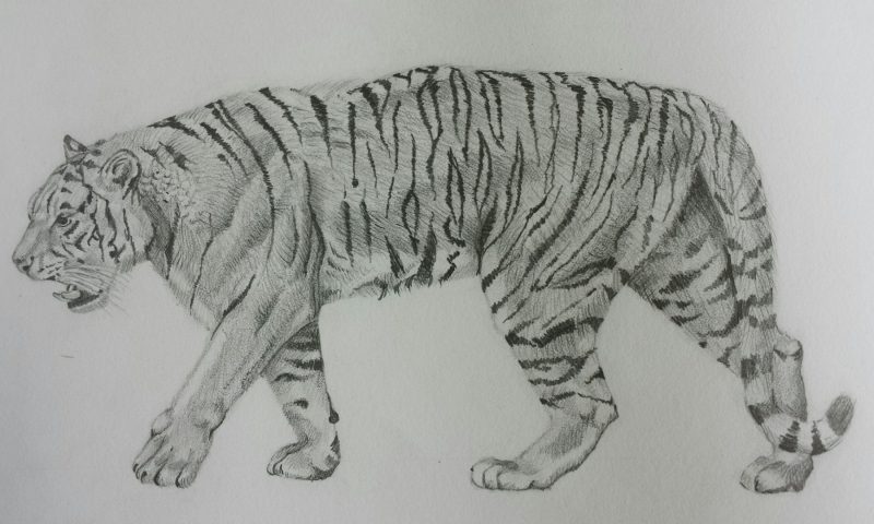 Handdrawn tiger